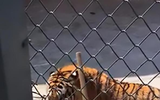 [ẢNH] Kinh hoàng những vụ thú dữ tấn công người tại sở thú